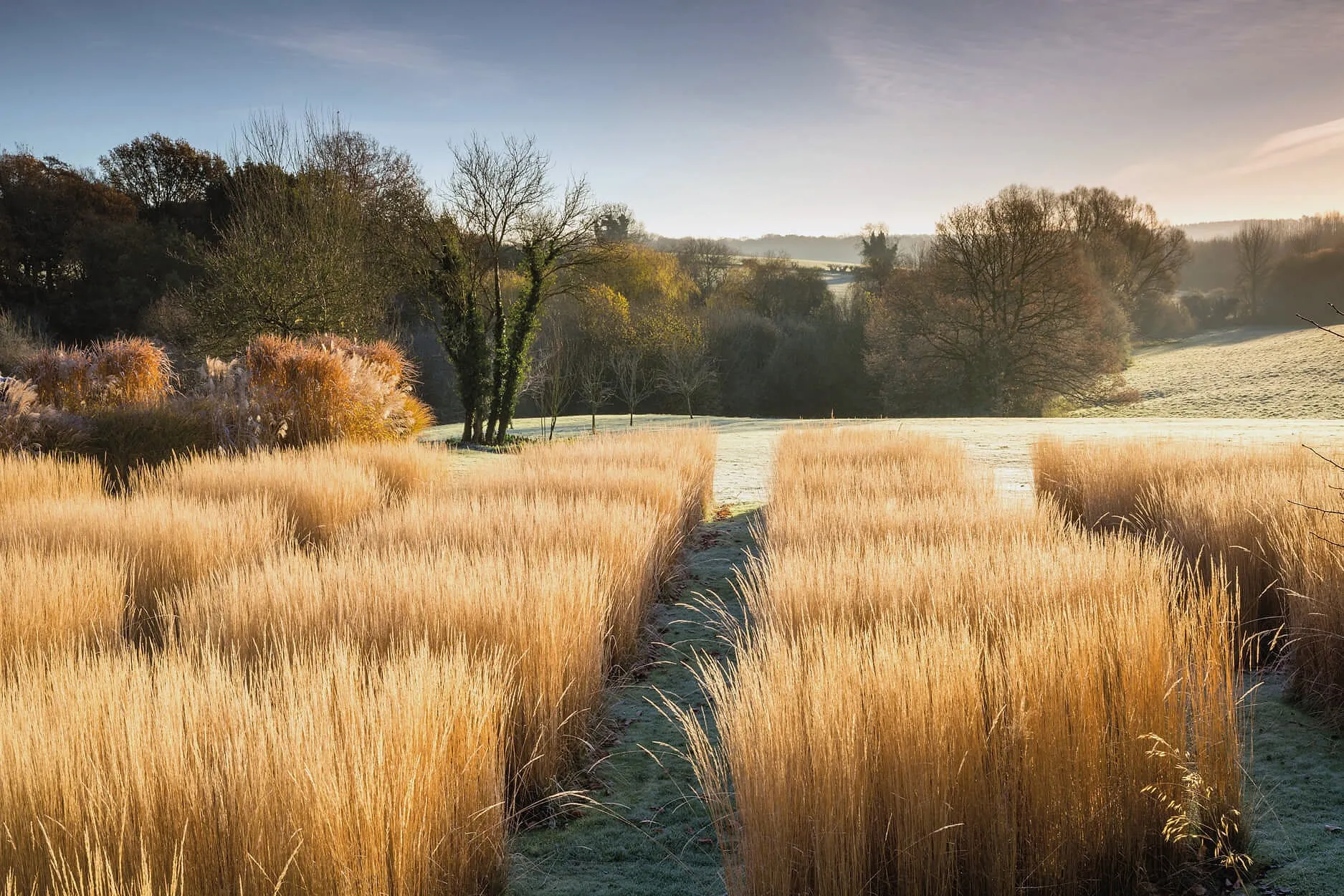 Blocks of golden calamagrostis grasses glowing at sunrise, with the valley and trees beyond