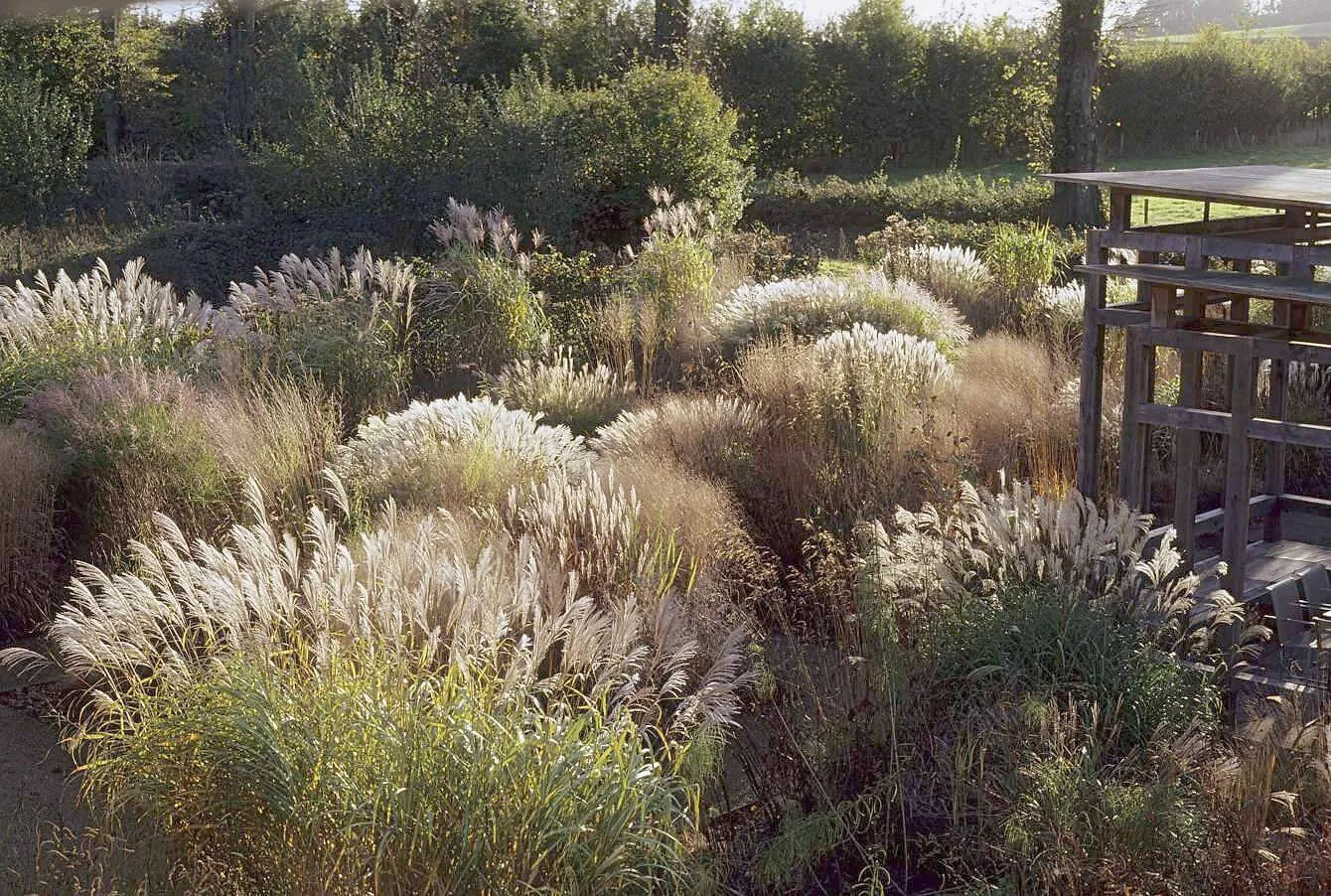 Feathery pennisetum and ornamental grasses catching low autumn sun in the Oudolf garden