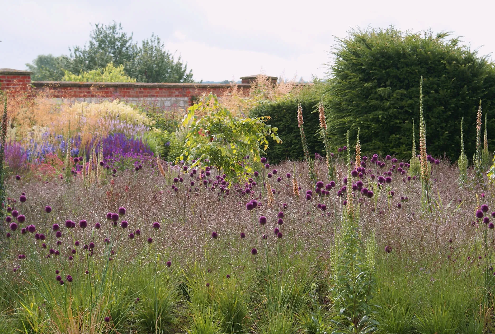 Purple alliums, foxgloves and grasses in the walled garden against old brick walls